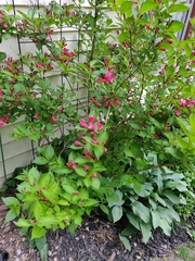 Weigela floribunda