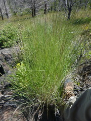 Pseudoroegneria spicata