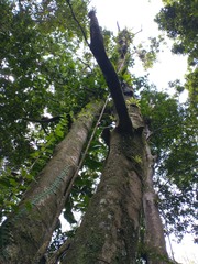 Magnolia dodecapetala