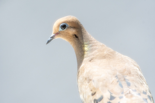 Mourning Dove photographed in Vermont