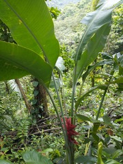 Heliconia caribaea