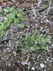 Polemonium pulcherrimum