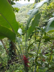Heliconia caribaea