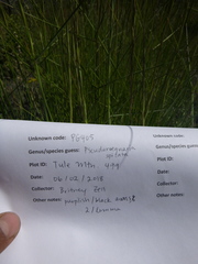 Pseudoroegneria spicata