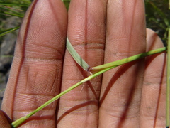 Pseudoroegneria spicata