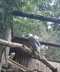 Gypaetus