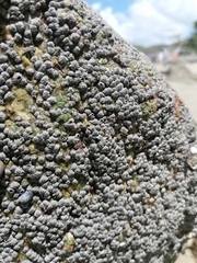 Chthamalus hedgecocki