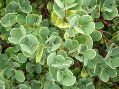 Wikstroemia uva-ursi