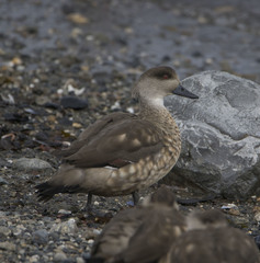 Lophonetta specularioides
