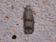 Pelochrista consobrinana