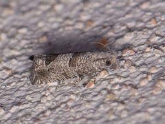 Pelochrista consobrinana