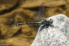 Hylogomphus parvidens