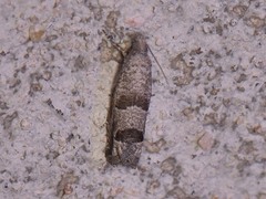 Pelochrista consobrinana