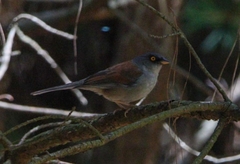 Junco phaeonotus