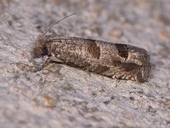 Pelochrista consobrinana