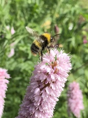 Bombus