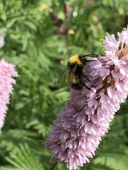 Bombus