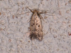 Neodactylota liguritrix