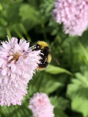 Bombus