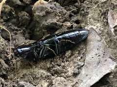 Melanactes