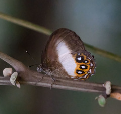 Splendeuptychia triangula