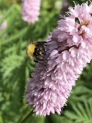 Bombus