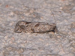 Pelochrista consobrinana