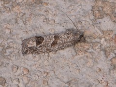 Pelochrista consobrinana