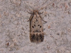 Neodactylota liguritrix