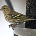 Pine Siskin - Photo (c) Becky Gregory, some rights reserved (CC BY-ND)