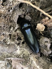 Melanactes