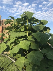 Paulownia tomentosa