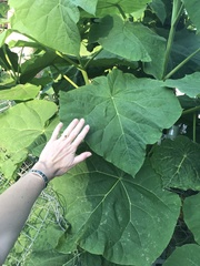 Paulownia tomentosa