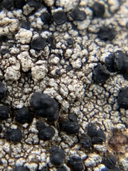 Amandinea