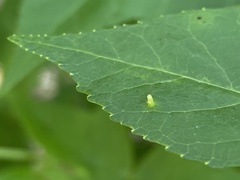 Diaspidiotus liquidambaris