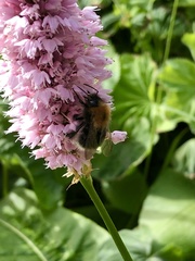 Bombus hypnorum
