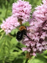 Bombus hypnorum