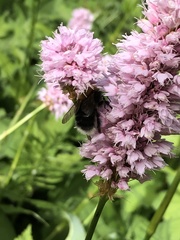 Bombus hypnorum
