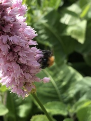 Bombus hypnorum