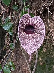 Aristolochia grandiflora image