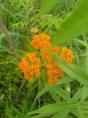 Asclepias tuberosa interior