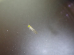 Trichopsocus