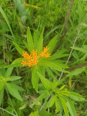 Asclepias tuberosa interior