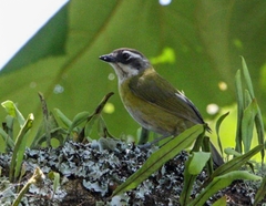 Chlorospingus flavopectus