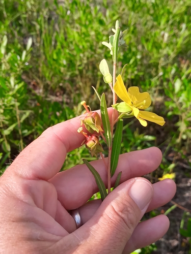 Image of Savannah Primrose-Willow (Ludwigia virgata) by (c) Abby Darrah, some rights reserved (CC BY)