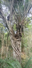 Ficus luschnathiana