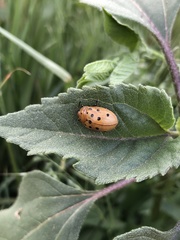 Chelymorpha cassidea