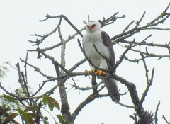 Spizaetus melanoleucus