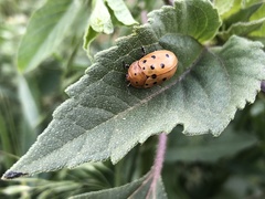 Chelymorpha cassidea