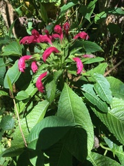 Centropogon granulosus